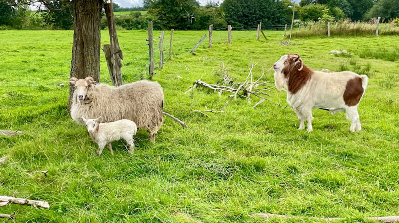 Koyun anne “Selma”, melez yavru “Flumo”, keçi baba “Rune”