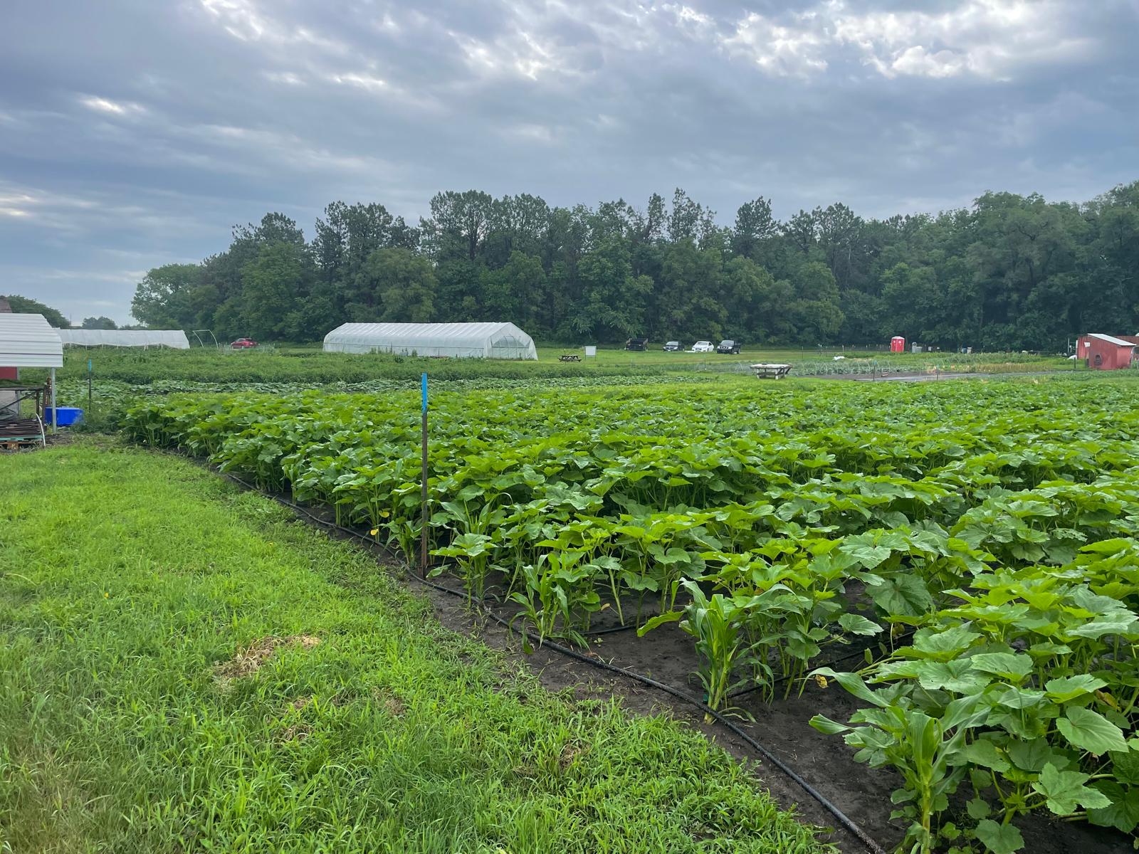 Farm of a Yazidi farmer in Lincoln, Nebraska. Photo: submitted/file