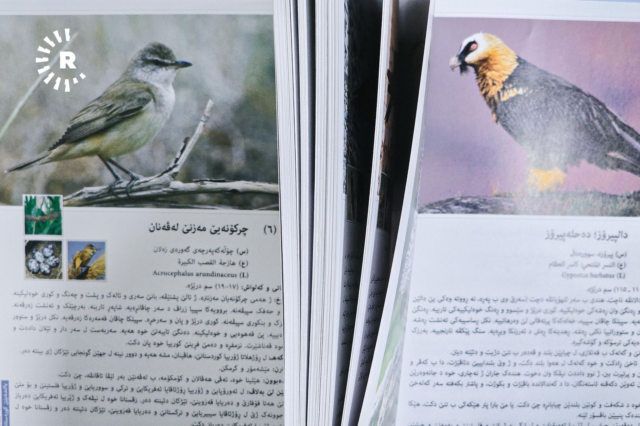 کتێبی "باڵندەکانی کوردستان". وێنە: بڵند تاهیر