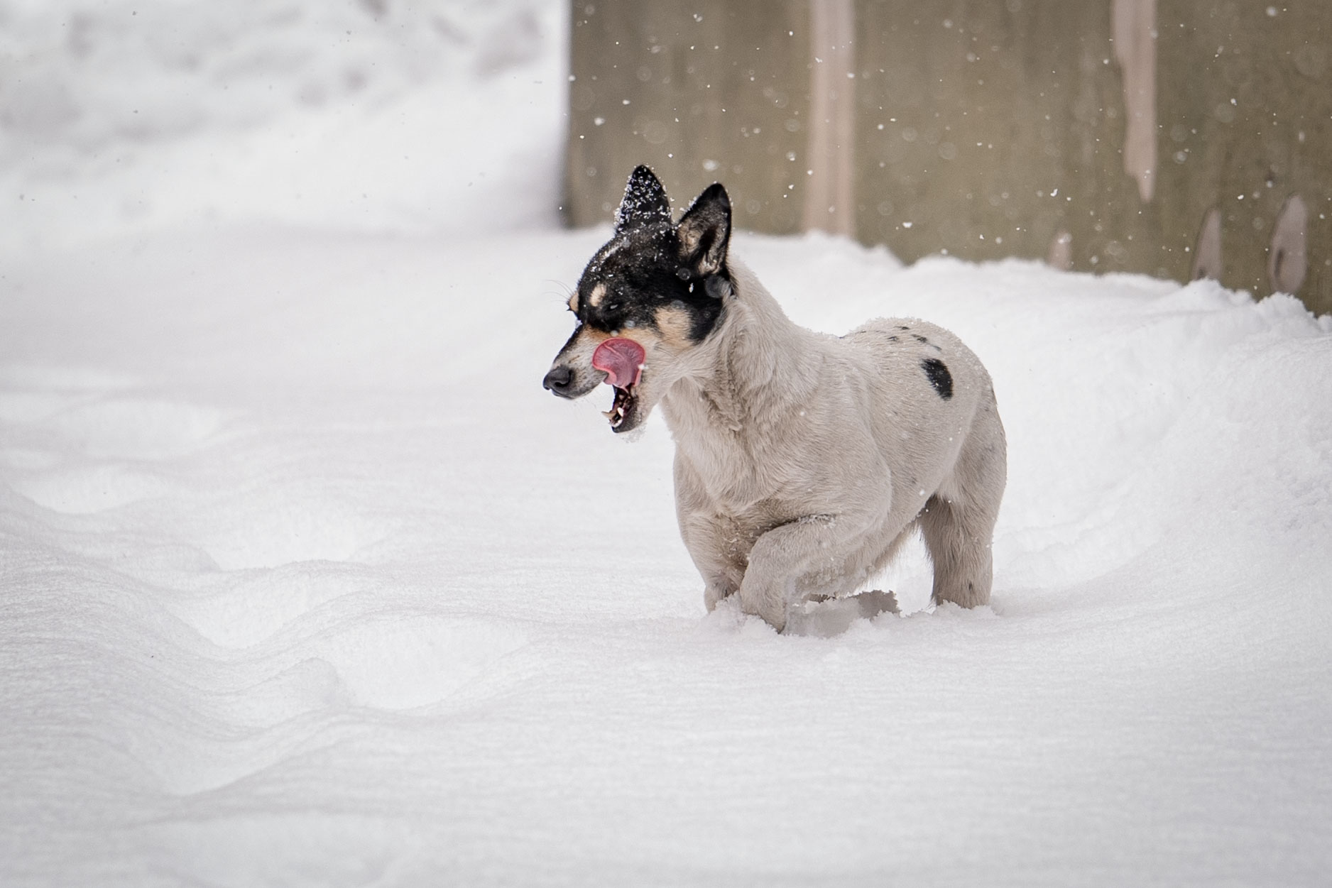 Erzurum'da hayvanlar da karın keyfini çıkardı. / Foto: AA