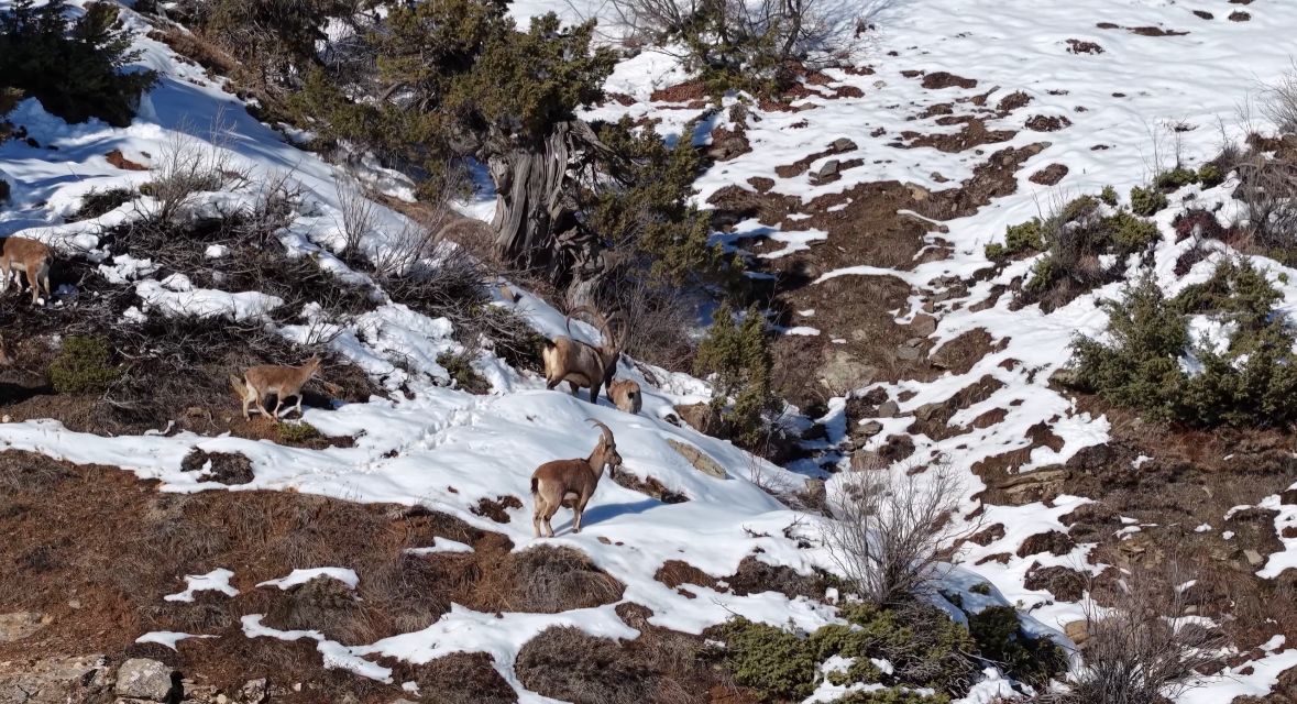 Koruma altındaki Dağ keçileri Munzur Vadisi Milli Parkı'nda görüntülendi. / Foto: Rûdaw