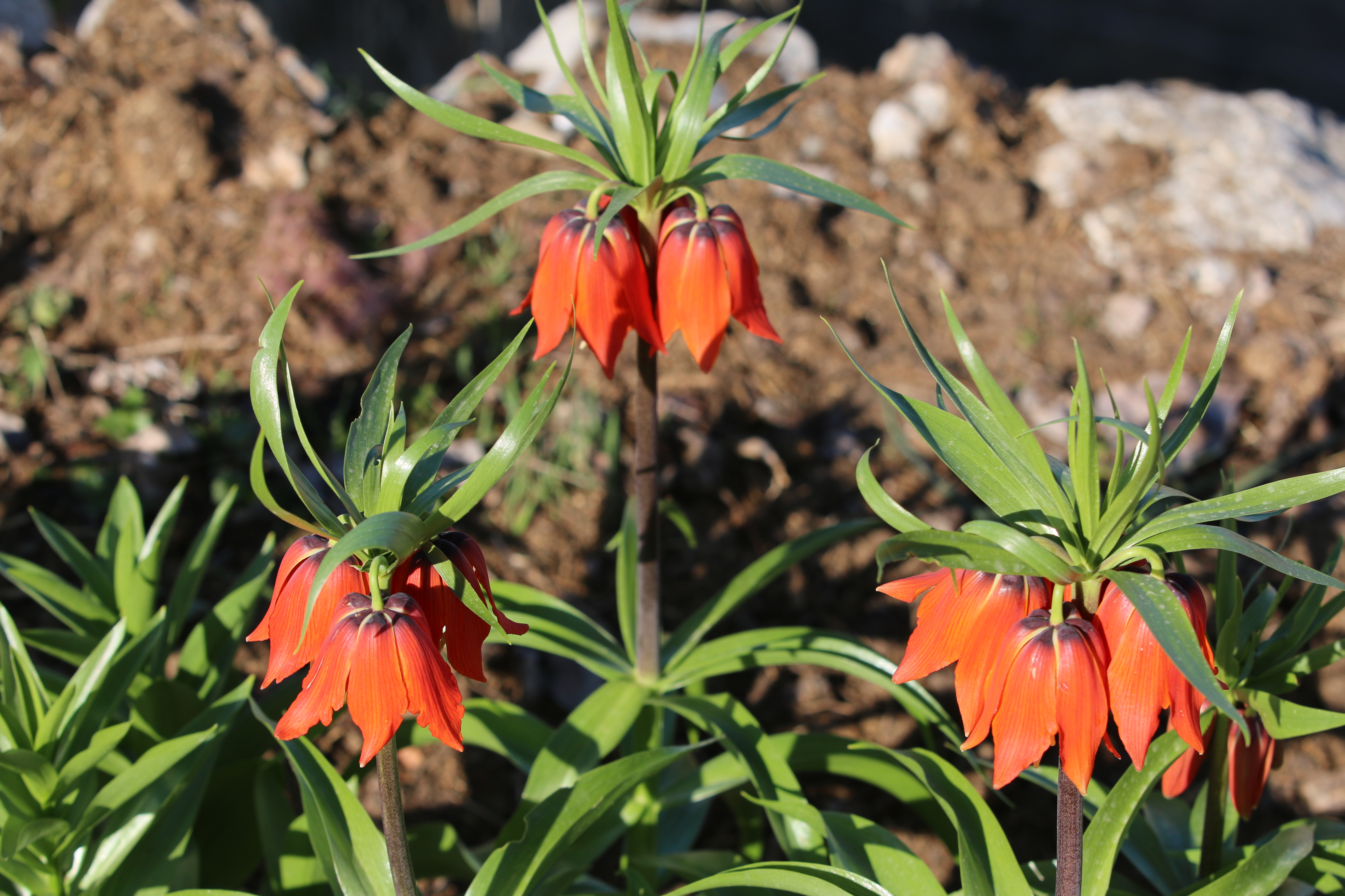 Uludere'de baharda açan endemik ters laleler, doğaya renk kattı. /AA