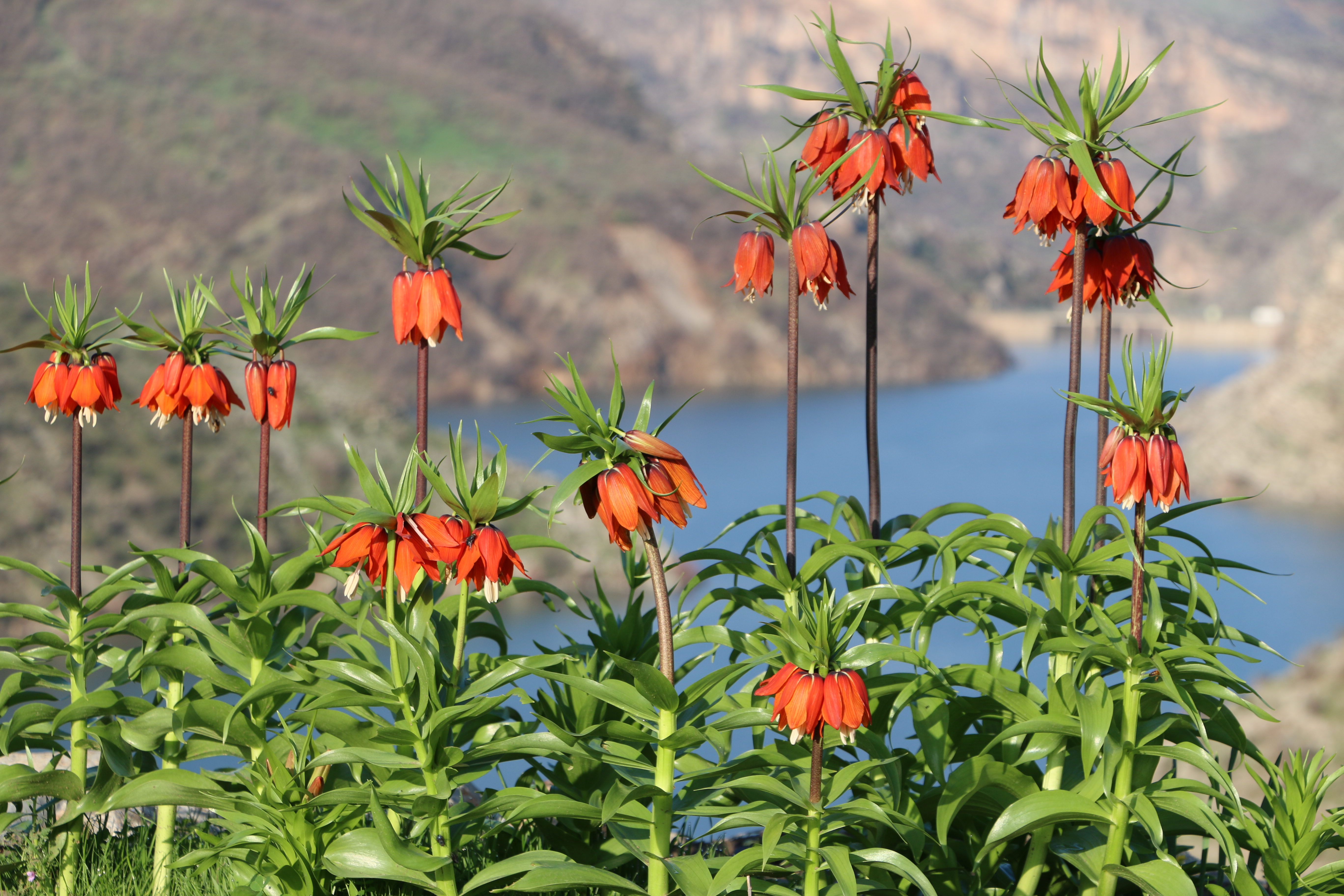 Uludere'de baharda açan endemik ters laleler, doğaya renk kattı. /AA