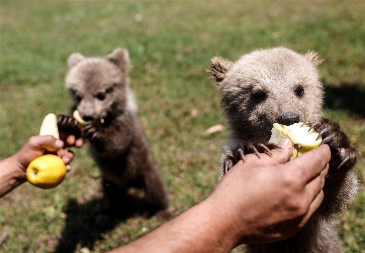 Yavrulara "Fred" ve "Barney" adı verildi