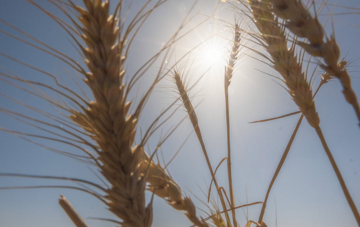 چەند گوڵە گەنمێک. وێنە: بڵند تاهیر - رووداو