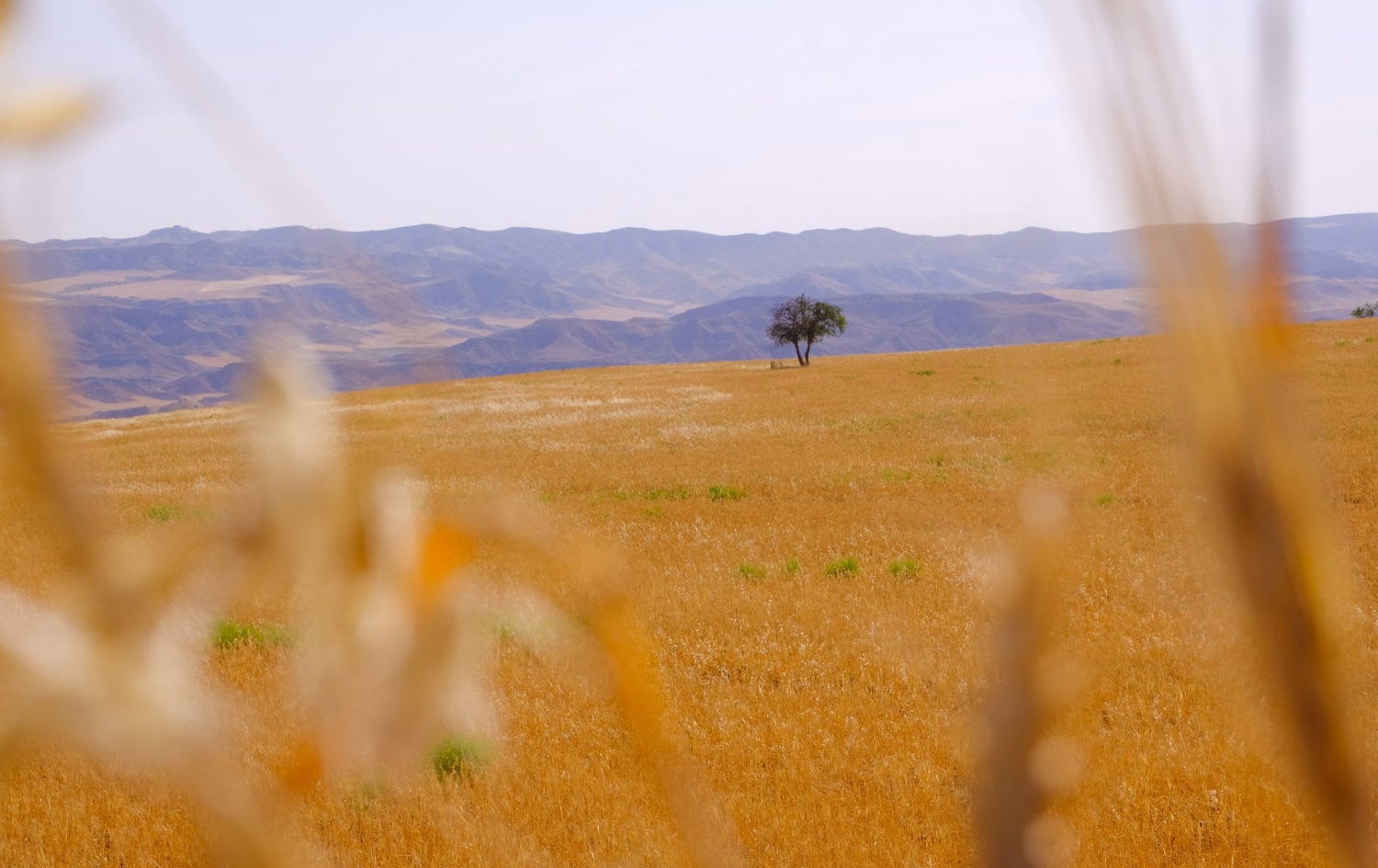 زەوییەکی بە گەنم داچێندراو. وێنە: بڵند تاهیر - رووداو