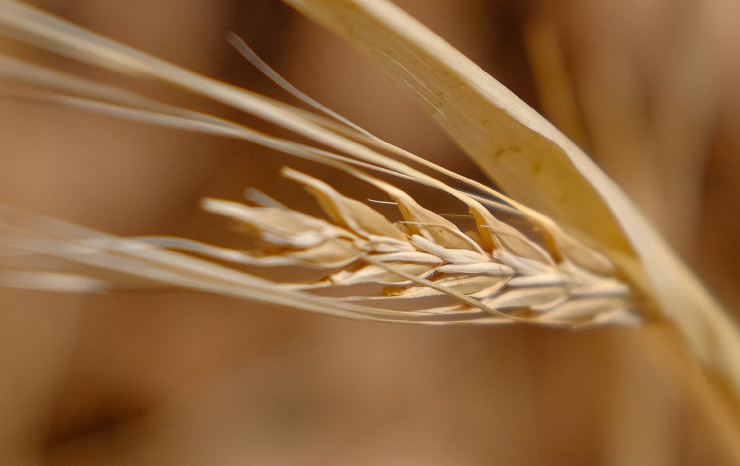 گوڵێکی دانەوێڵەی وشکبوو. وێنە: بڵند تاهیر - رووداو