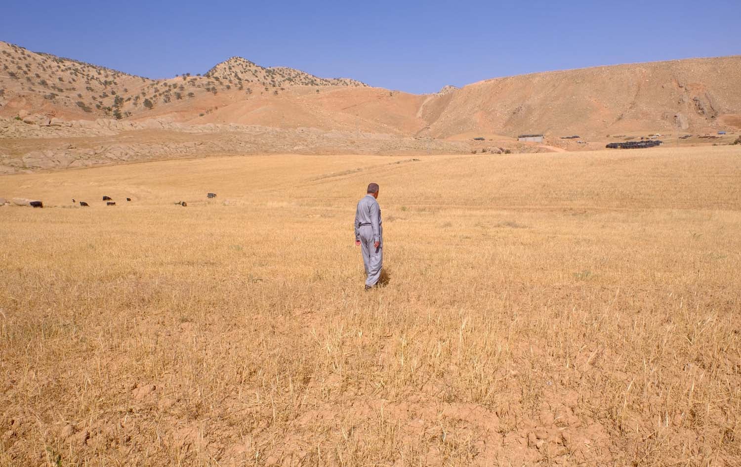 جووتیارێک لەنێو زەوییەکەیدا. وێنە: بڵند تاهیر - رووداو