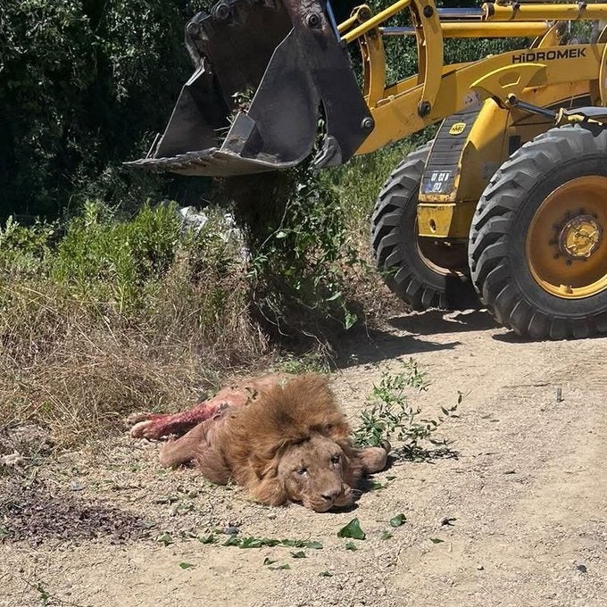 Aslan vurularak öldürüldü