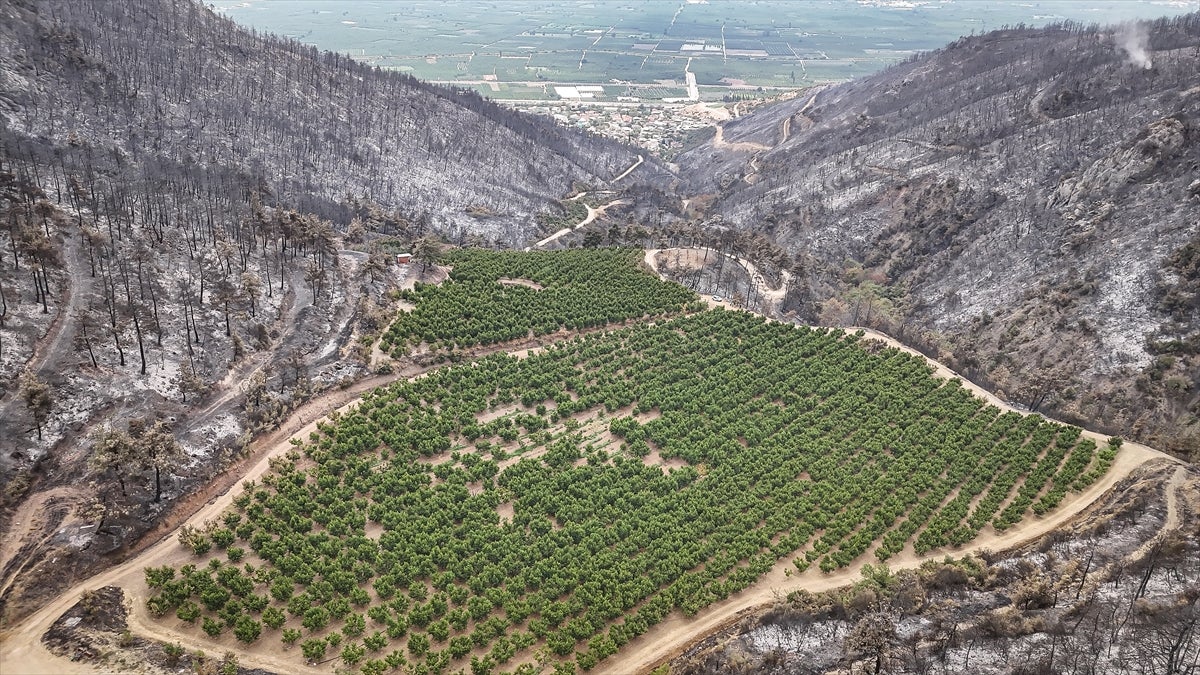 Nektarin bahçesi, etrafı küle dönen bölgede yeşil kaldı.