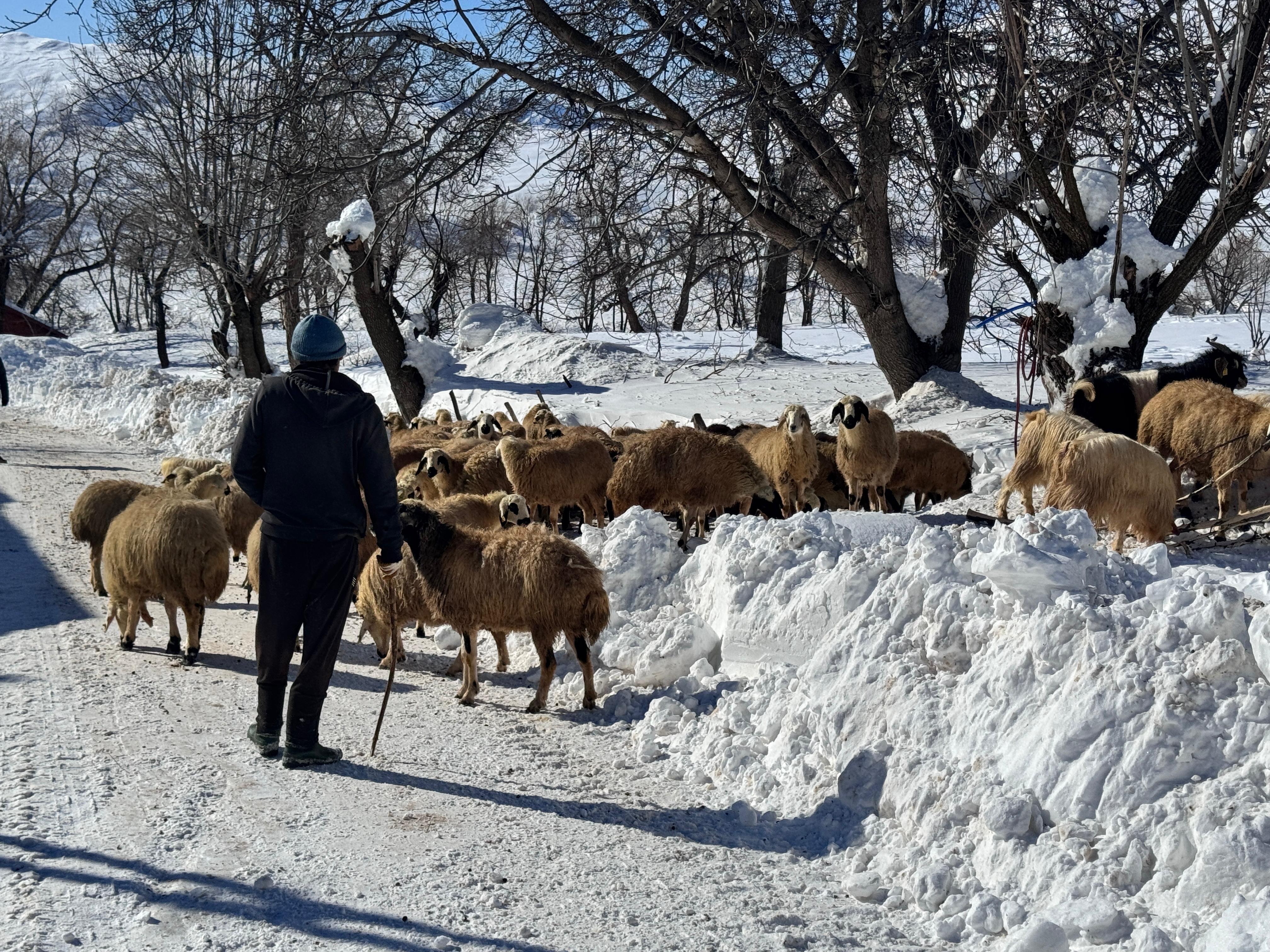 Muğla Üniversitesi Sosyal Bilgiler Öğretmenliği Bölümü'nden mezun olan Dersim Çakan, öğretmen olarak atanamayınca hayvancılık yapmaya başladı. / Foto: Ali Haydar Gözlü / Rûdaw