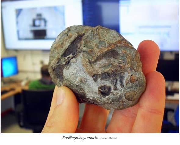 Fosilleşmiş bir yumurta