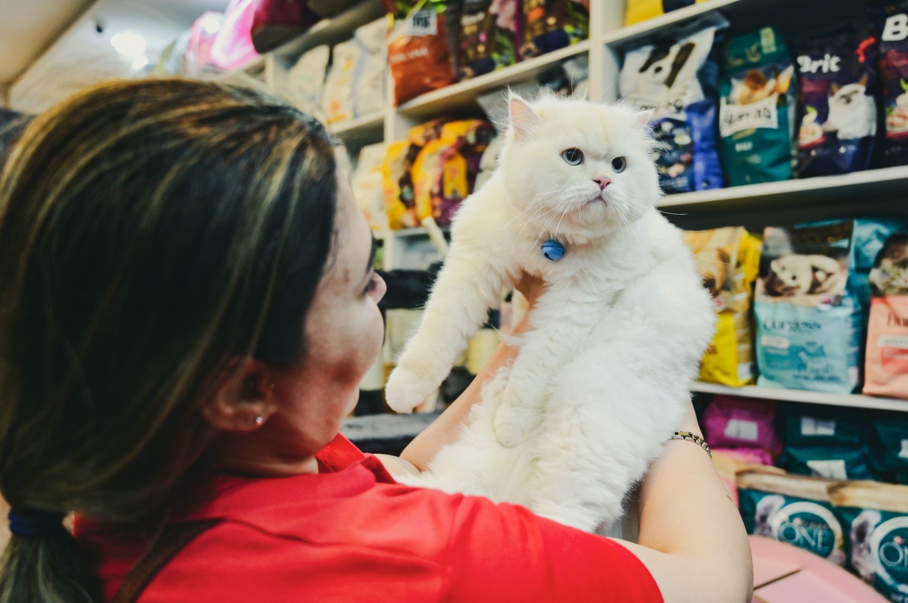 بەخێوکەرێک پشیلەیەکی بەدەستەوە گرتووە لە هەولێر. وێنە: بڵند تاهیر - رووداو