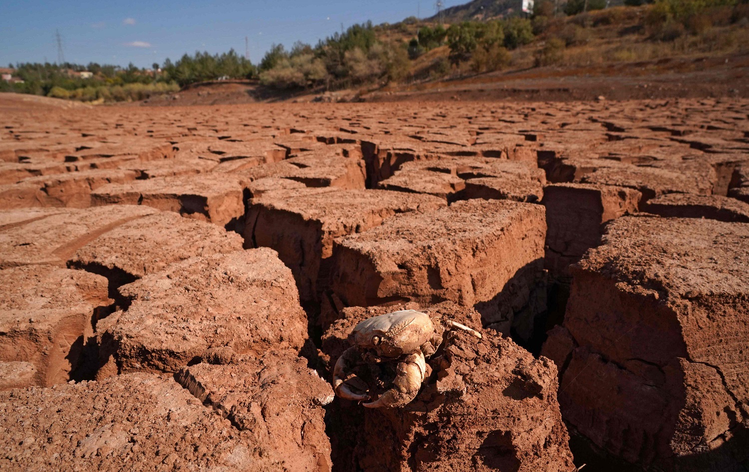 A dead crab is stuck to the dry and cracked soil at Zawita Dam, located about 20 km from Duhok, on November 12, 2021. Photo: Ismael Adnan/AFP