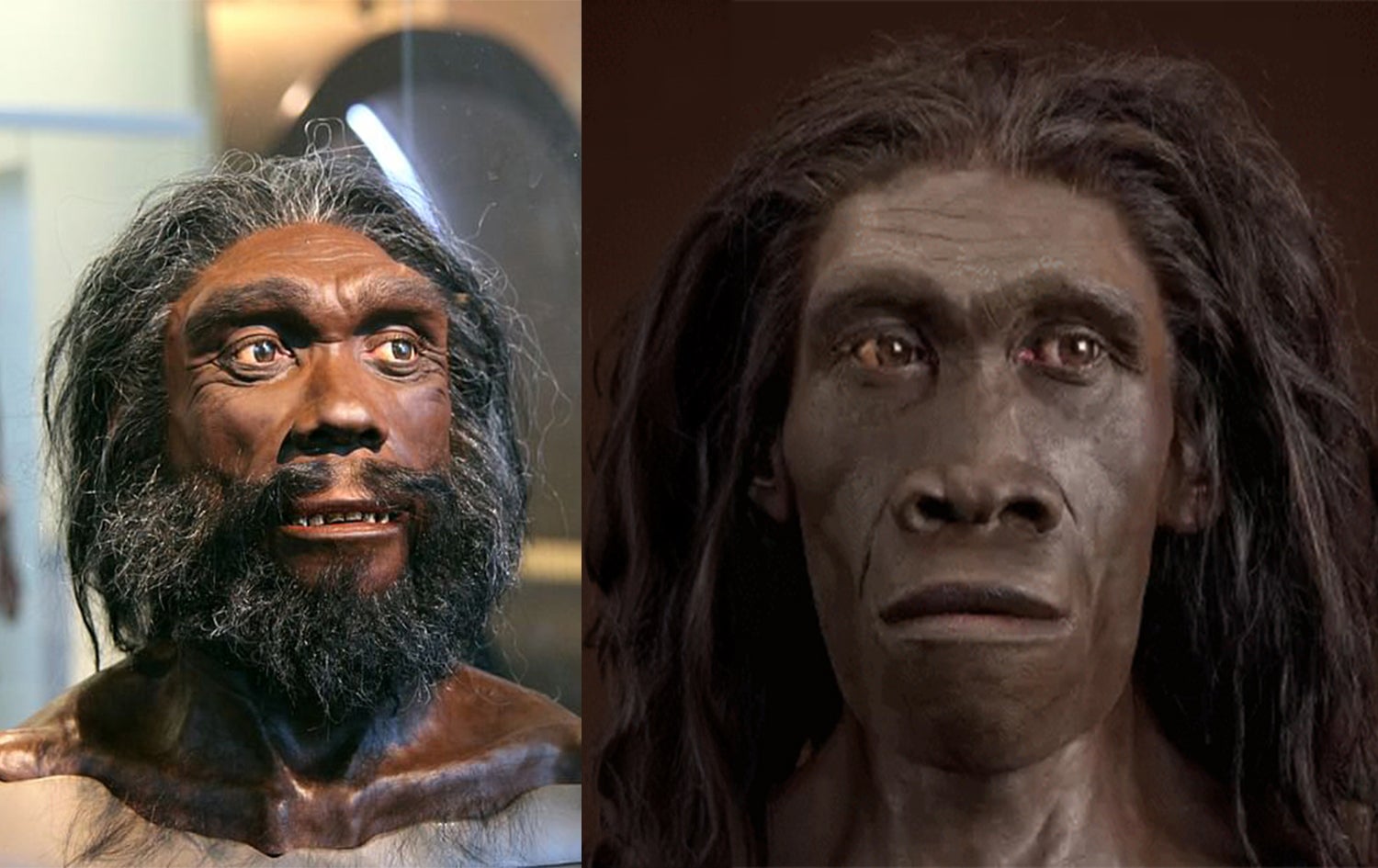 وێنەی نموونەیی بۆ مرۆڤی جۆری (هایدلبێرگێنسیس - Heidelbergensis - لای چەپ) و (ئیرێکتس - Erectus - لای راست)