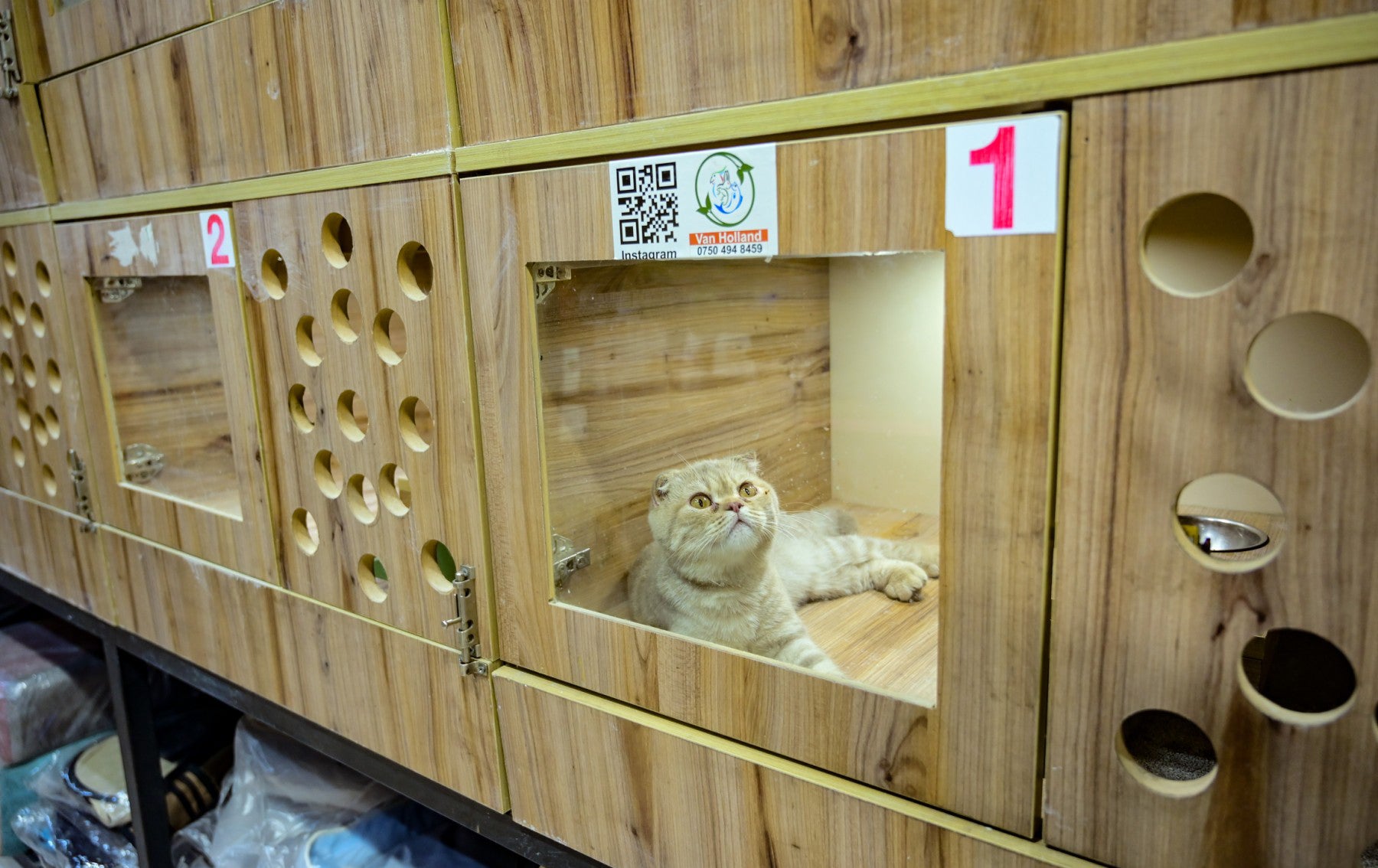 پشیلکەیەک لە دووکانێکی مامەڵەکردن بە پشیلە. وێنە: بڵند تاهیر - رووداو