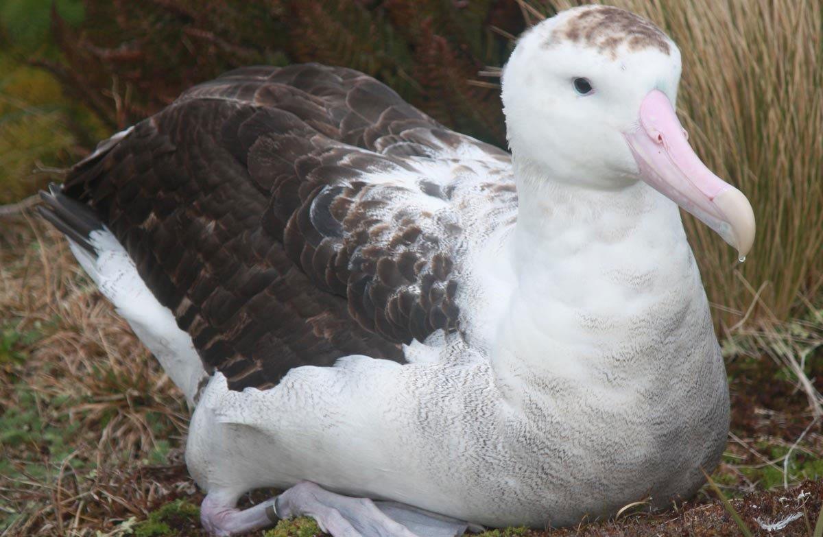 باڵندەی ئەنتیپۆدیان ئەلبەترۆس یان تۆرۆوا