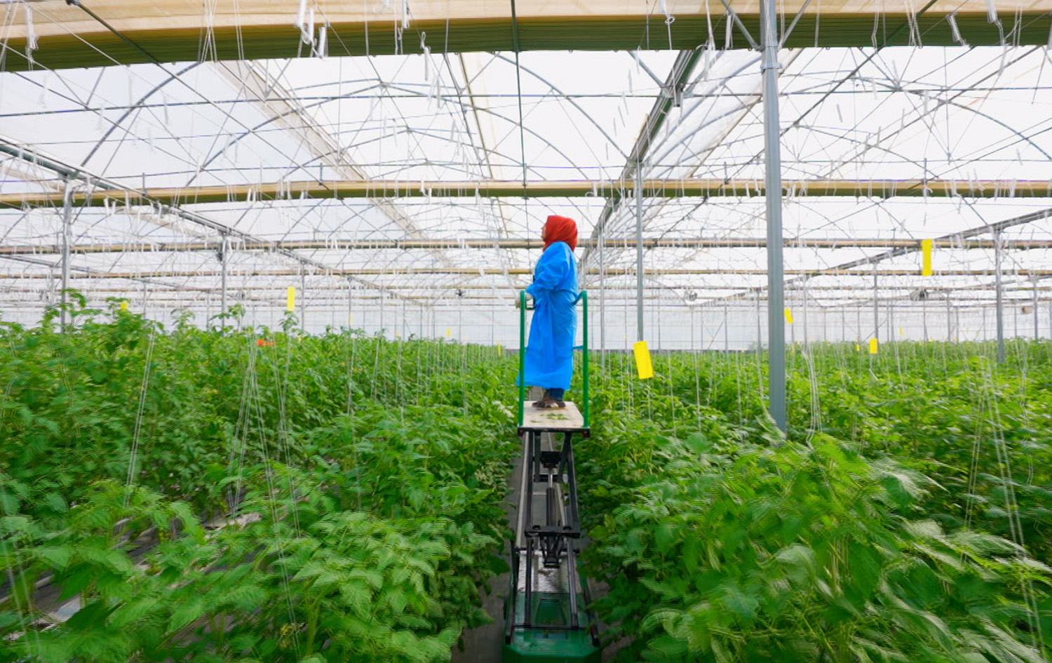 مەید ئین کوردستان