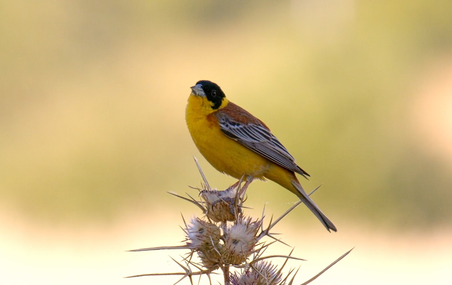 هەنگ و  هەنگەخۆرە