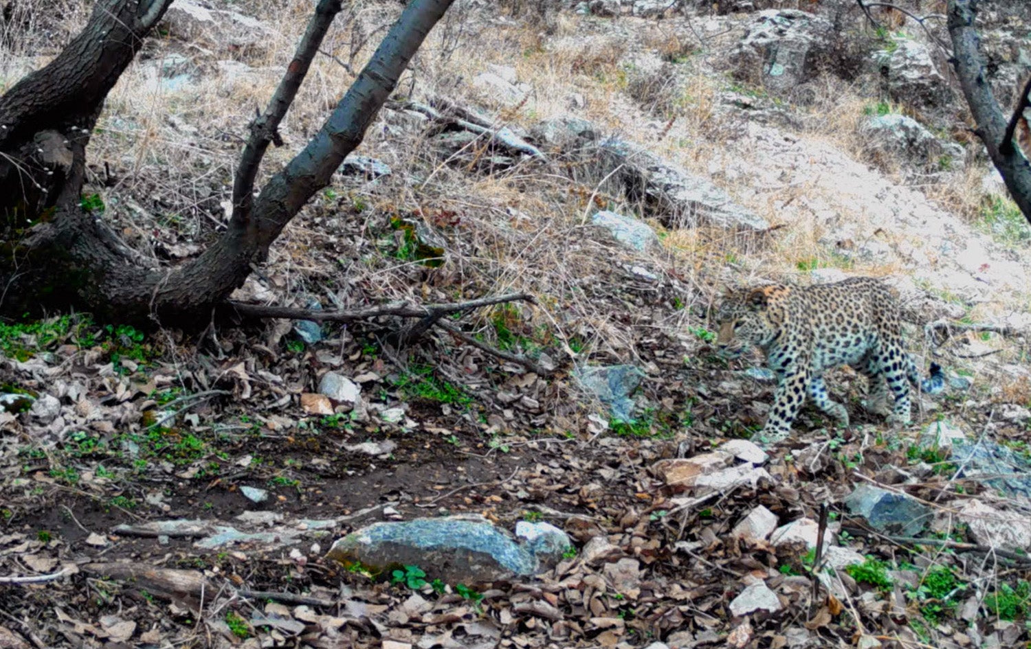 دوازەنگی زەوی - پڵنگ لە کوردستان