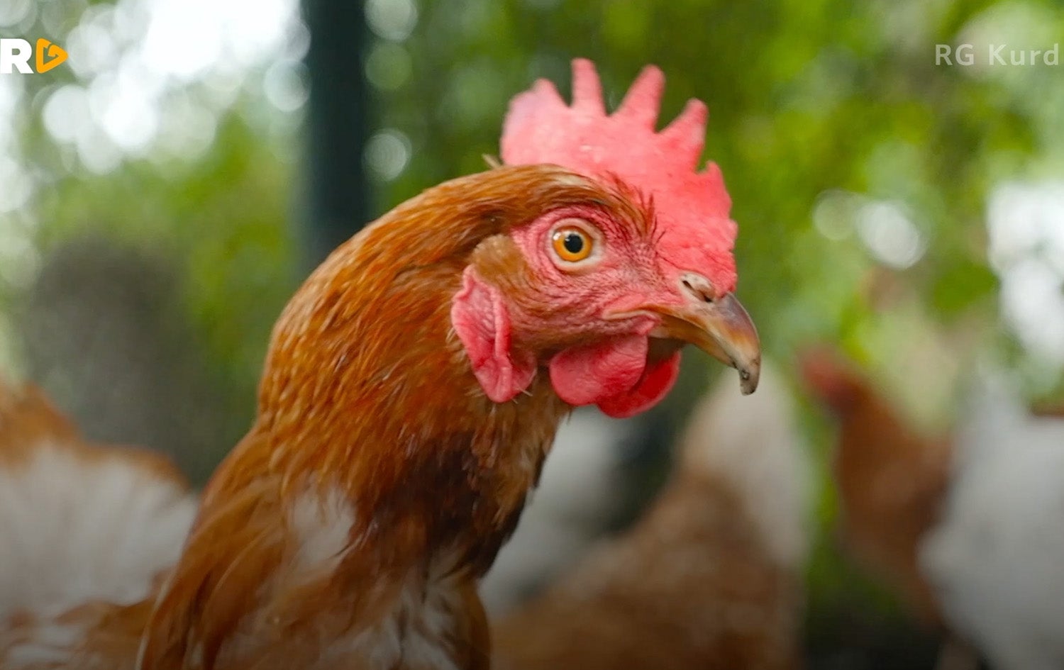 Rudaw Generation - Helka u Mrishk