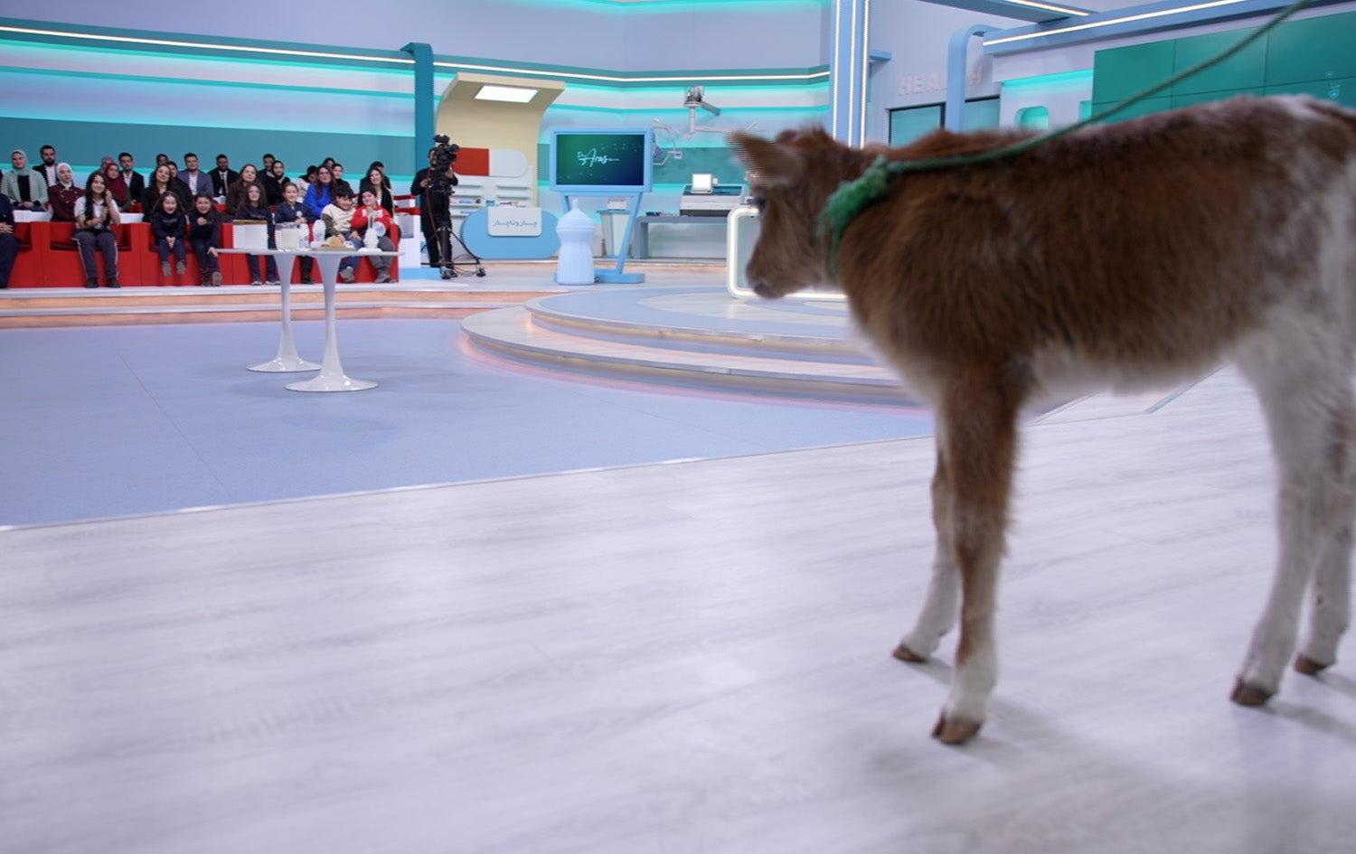 شیری قوتوو لە نێوان تەندروستی و بازرگانیدا