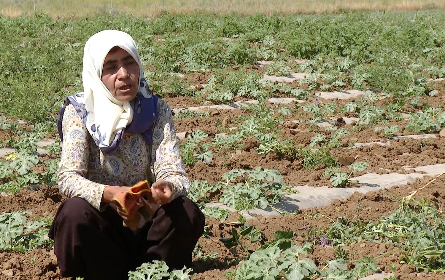 Jn u pisha - swheyba Ahmad