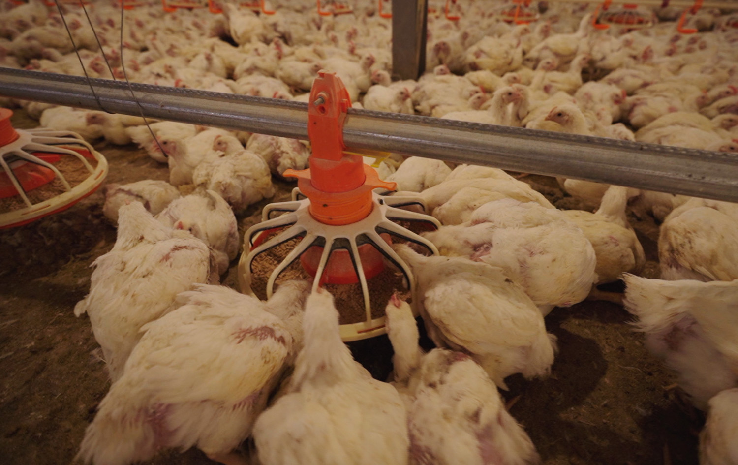 مەید ئین کوردستان