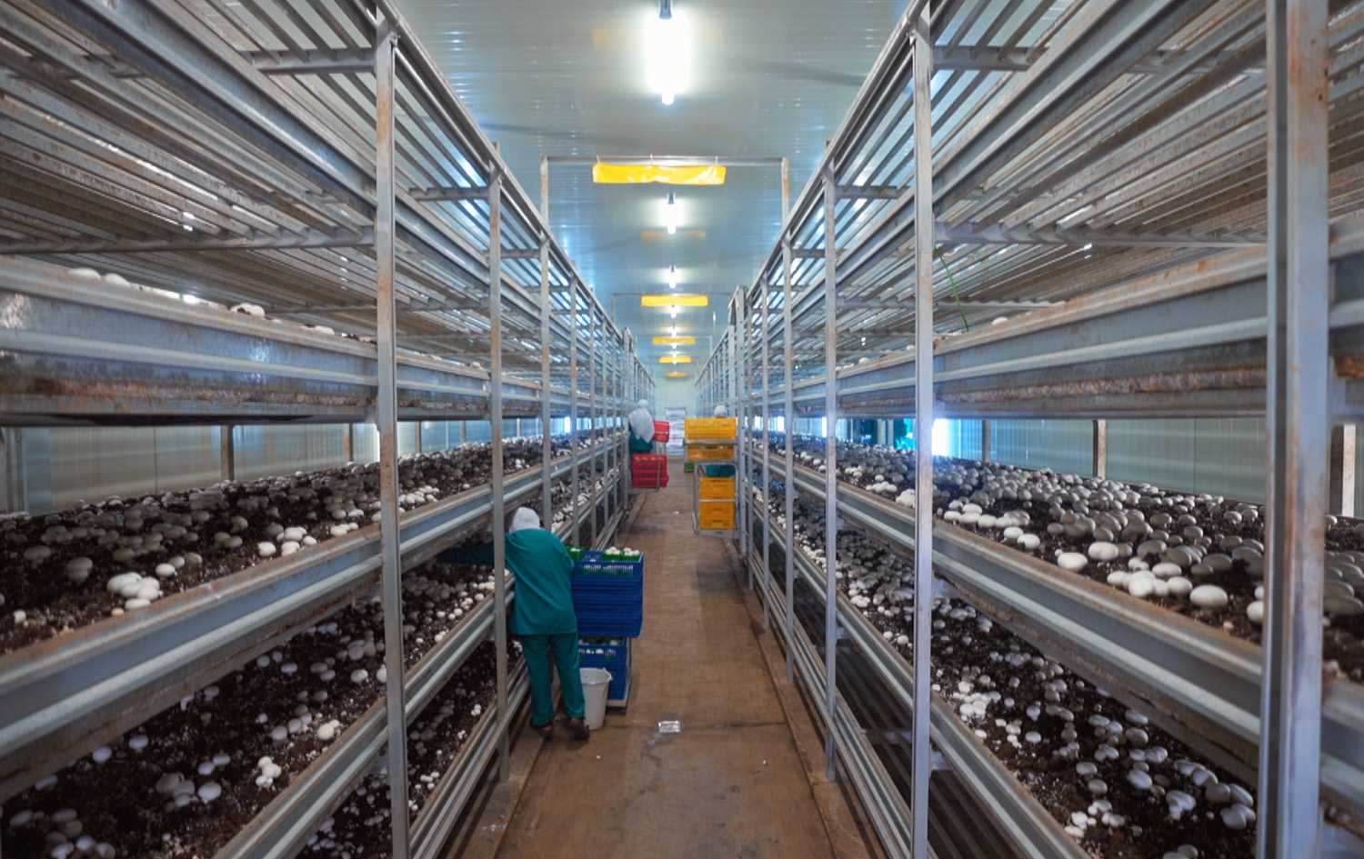 مەید ئین کوردستان