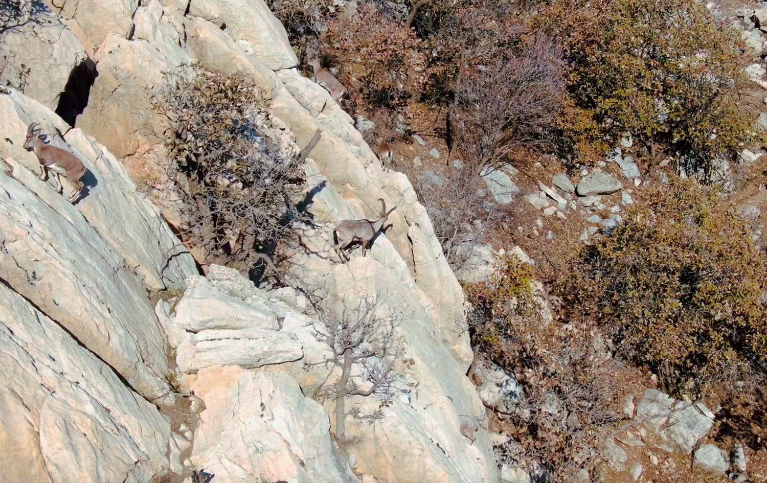 دوازەنگی زەوی - زیانەکانی راوکردنی نایاسایی بۆ سرووشت