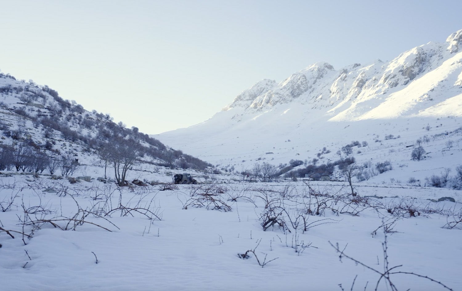 شاخی کوڕە کاژاو
