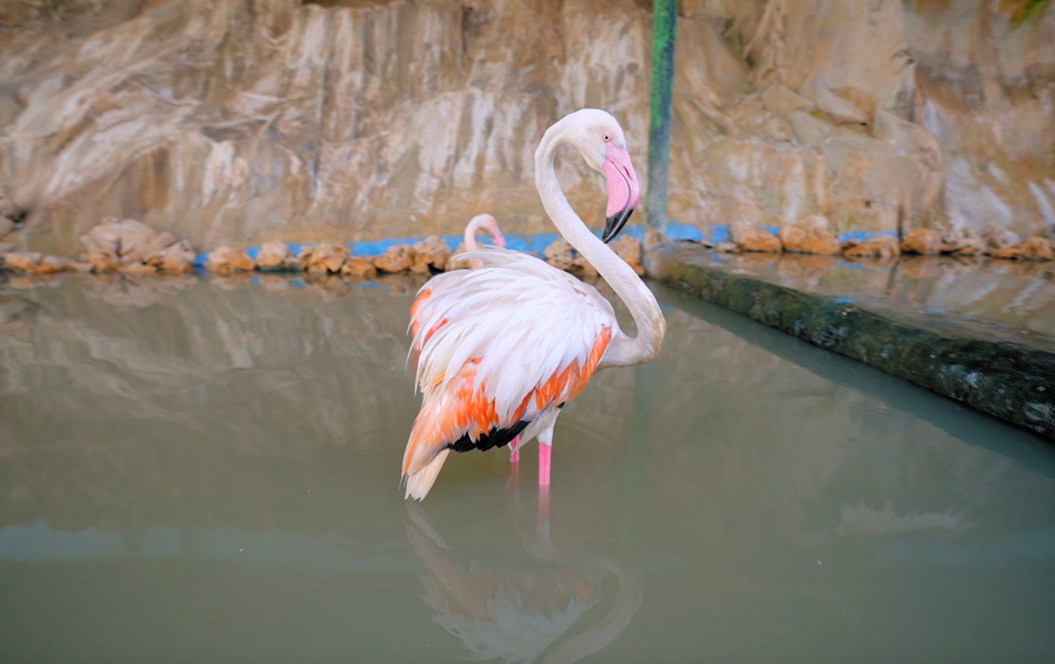 ماڵی و کێوی - فلامینگۆ