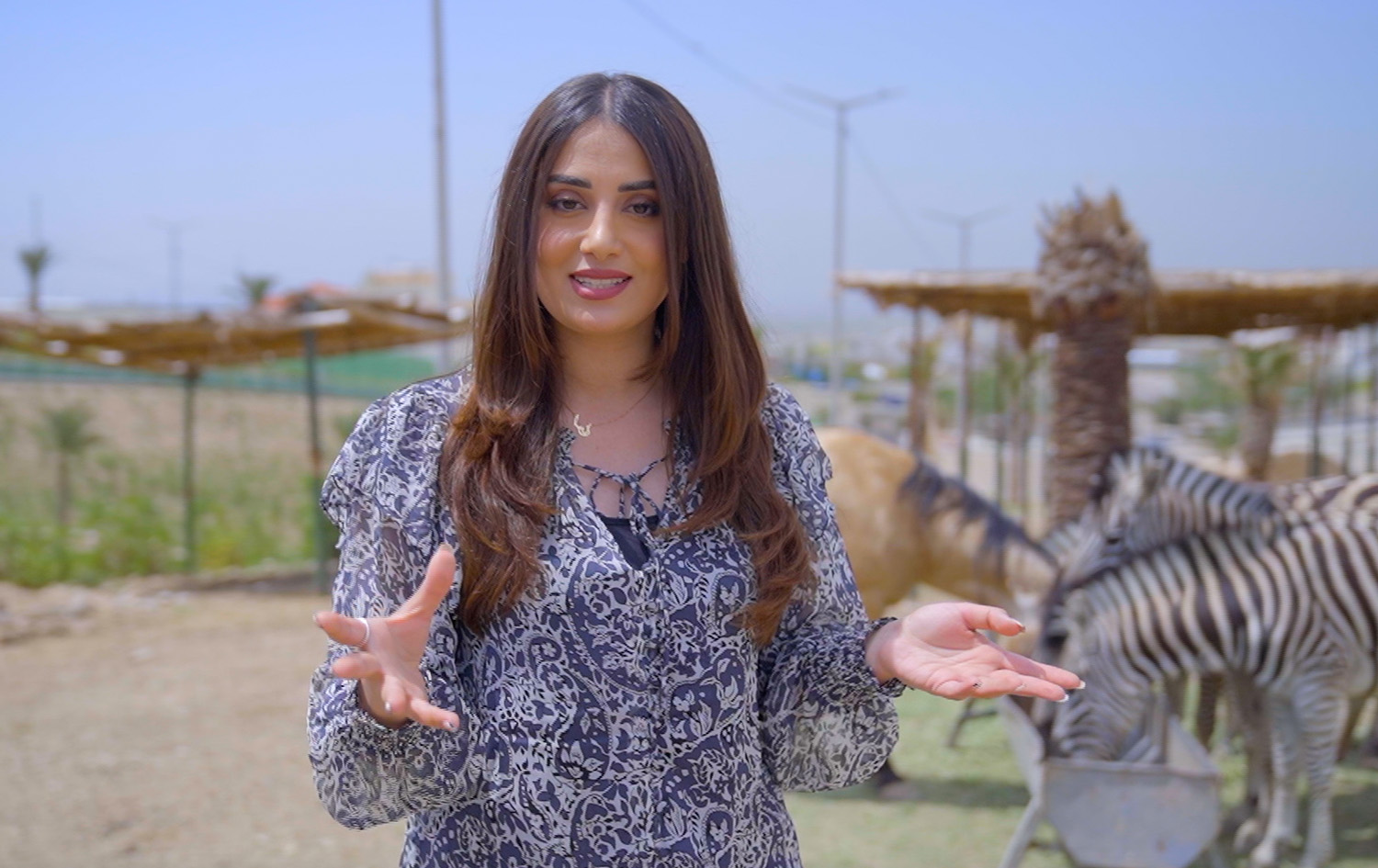 ماڵی و کێوی - زێبرا