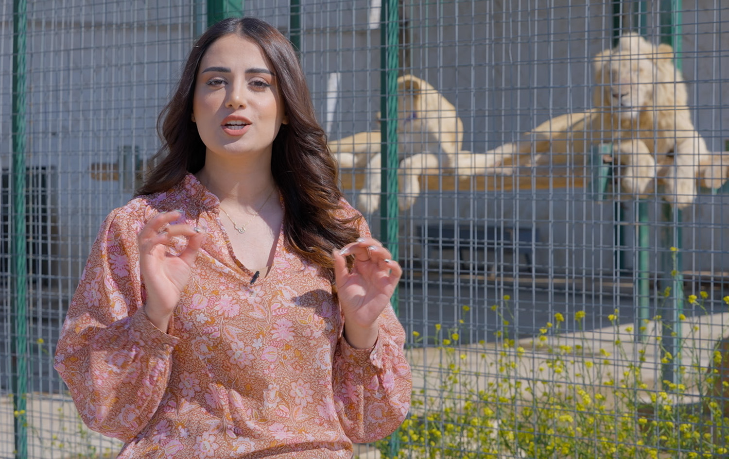 ماڵی و کێوی - شێر