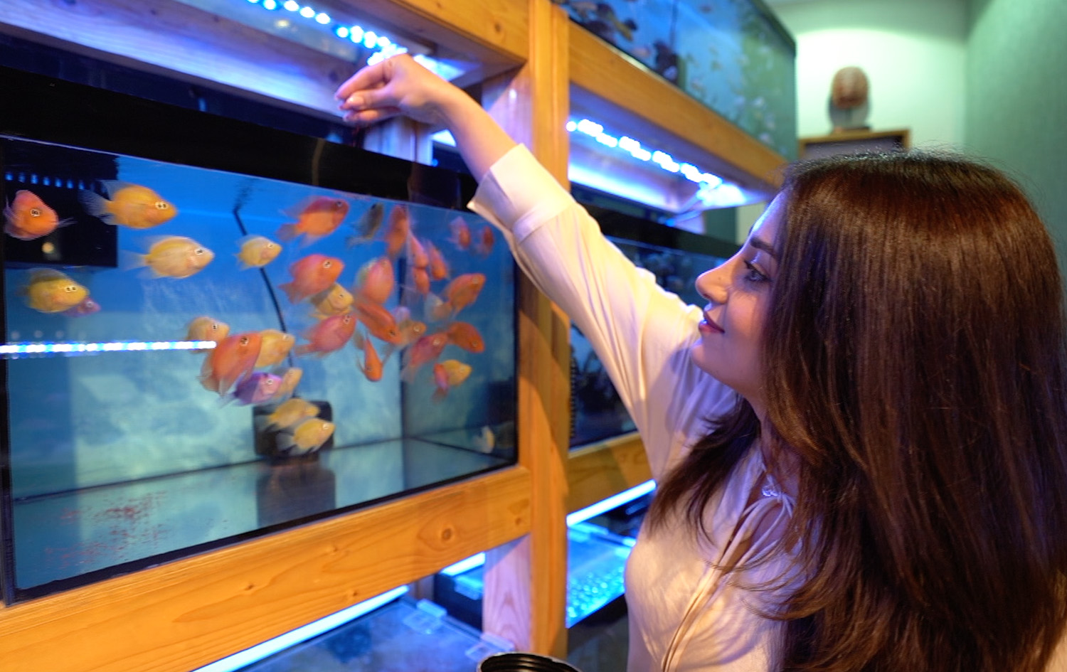 ماڵی و کێوی