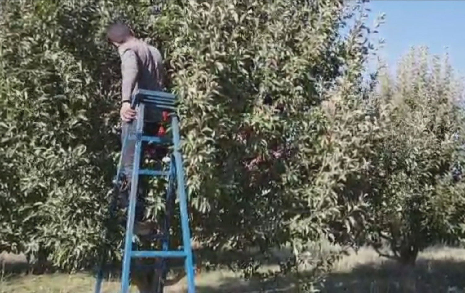 بۆ رنینی سێو کرێکاران لە شارەکانی دیکە روو لە شنۆ دەکەن