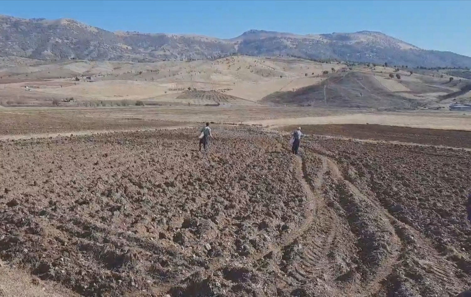 چاندنی گەنم لە گوندی سپیکەمەرەی بانە دەستیپێکرد