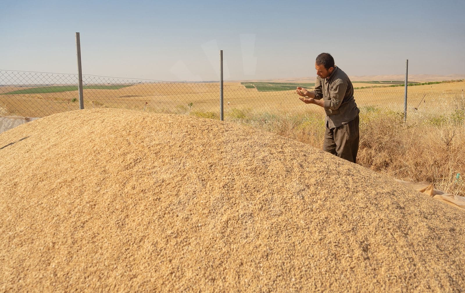 کاتی کردنەوەی سایلۆکانی وەرگرتنی گەنم لە هەرێمی کوردستان راگەیێندرا