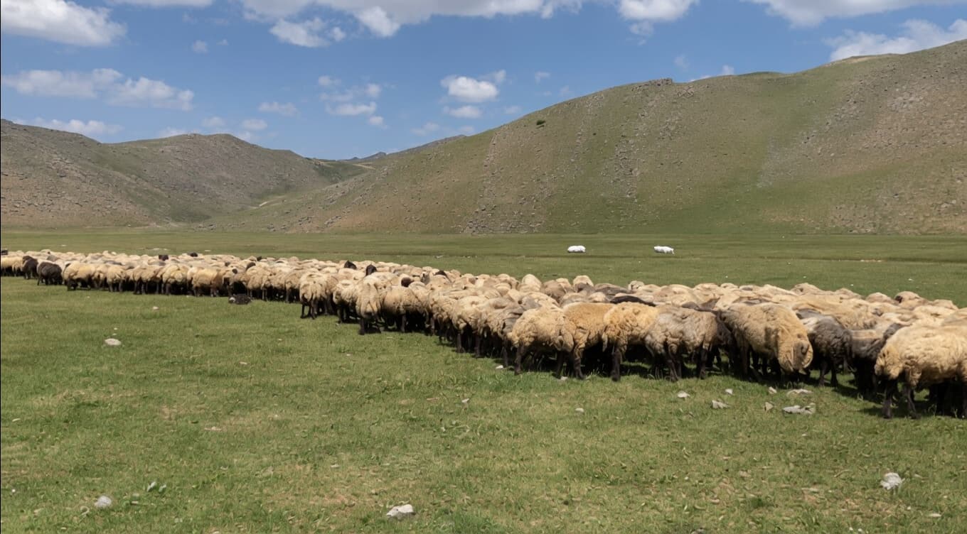 Parêzgariya Bedlîsê zozan û çêrgehên koçeran li wan qedexe kirine
