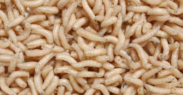 جۆرێکی نوێی کرم بۆ چارەسەری برینە قورسەکان پەسند کرا