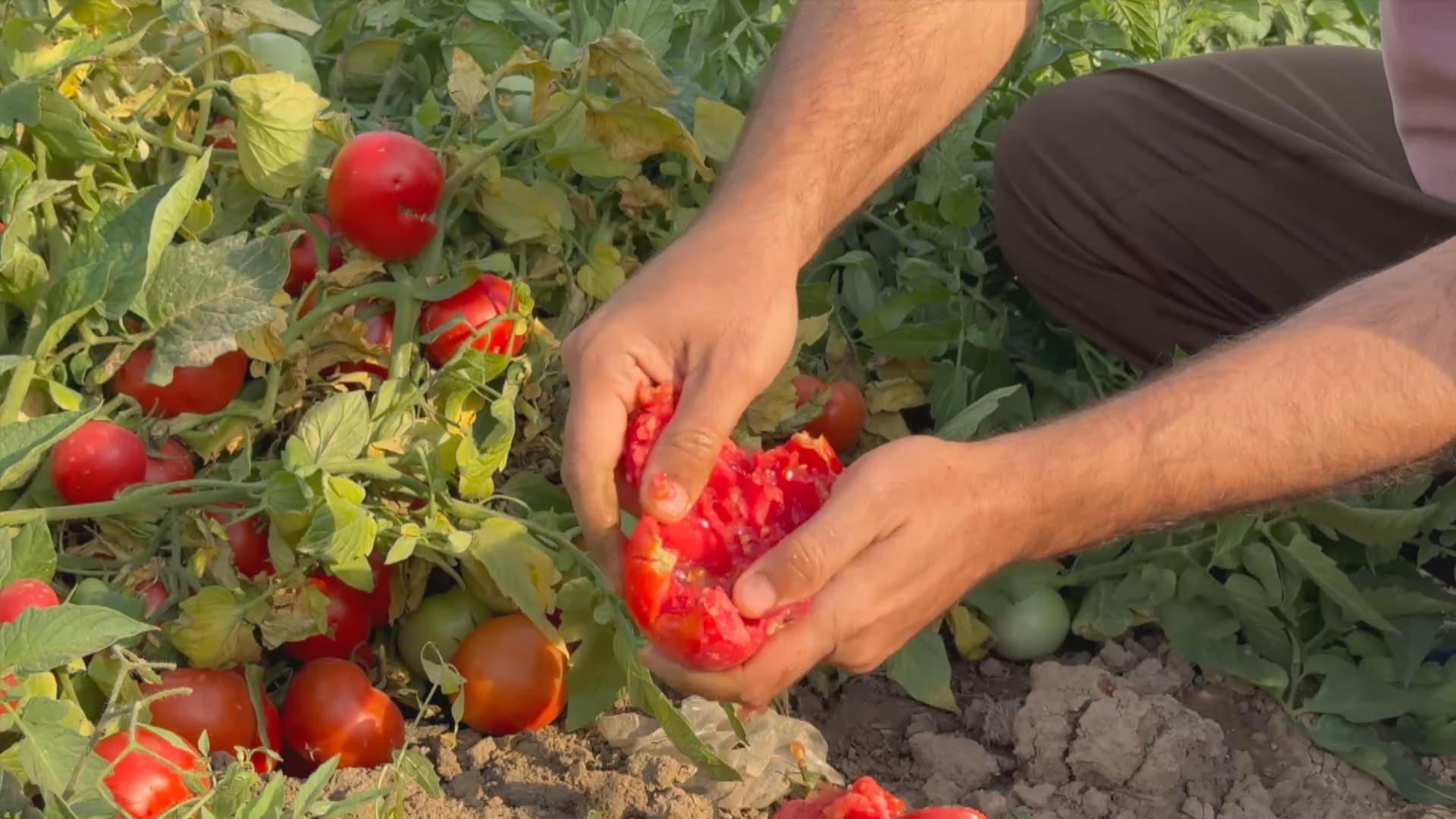 تەماتەی ئێرانی زیانی بە جووتیارانی گەرمیان گەیاندووە؛ تێچووی کیلۆیەک 400 دینارە و بە 250 دەفرۆشرێت