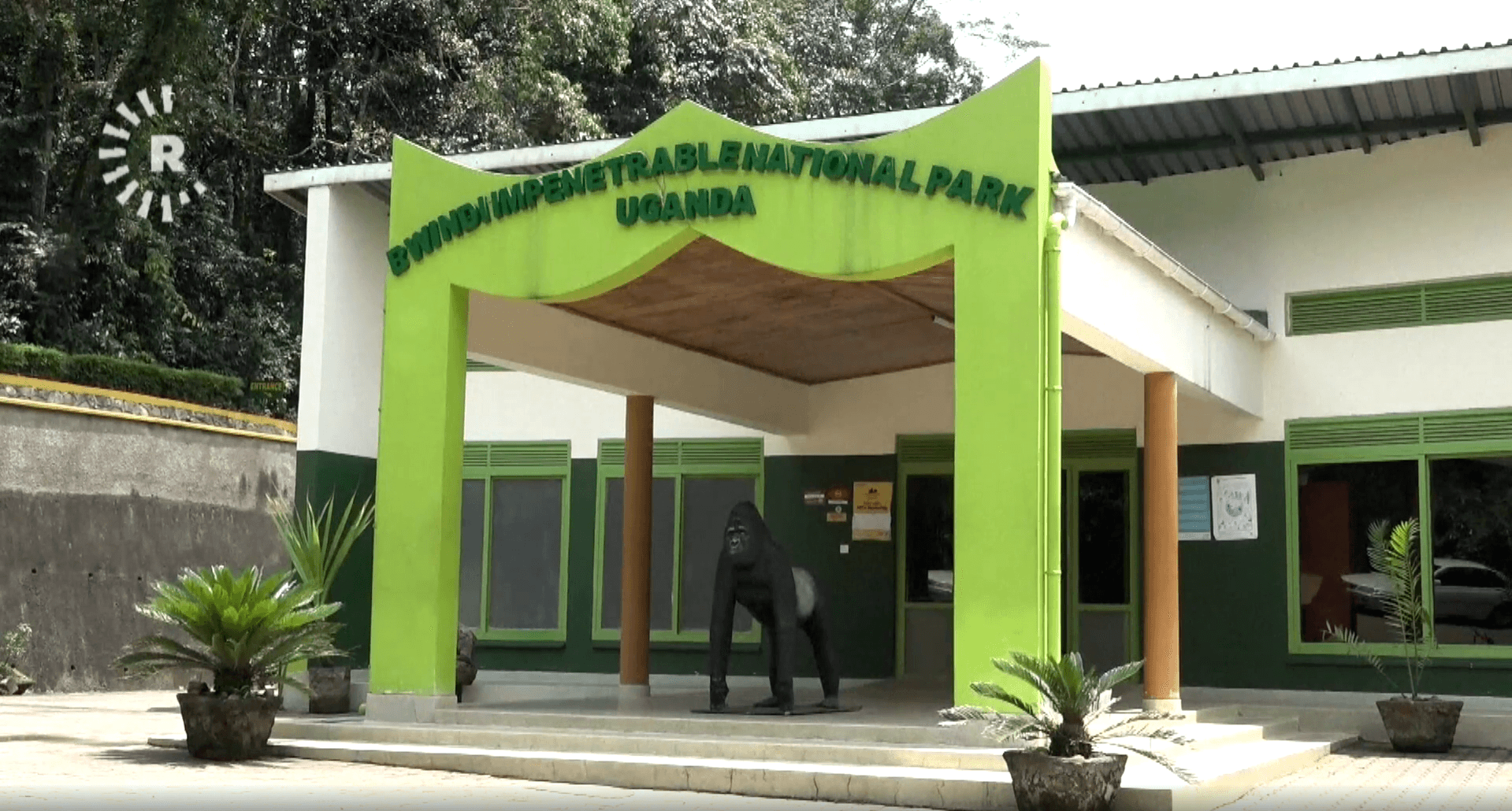 Uganda’da gorillere Ebola kalkanı: İnsanlardan bulaşma riski alarm veriyor