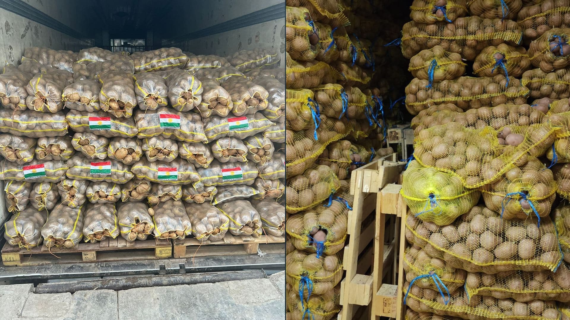 کشتوکاڵی هەڵەبجە: پێشبینی دەکەین زیاتر لە 4000 تۆن پەتاتەمان هەبێ