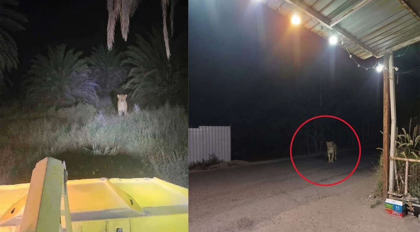 Bağdat'ta kaçan iki aslan dronla aranıyor