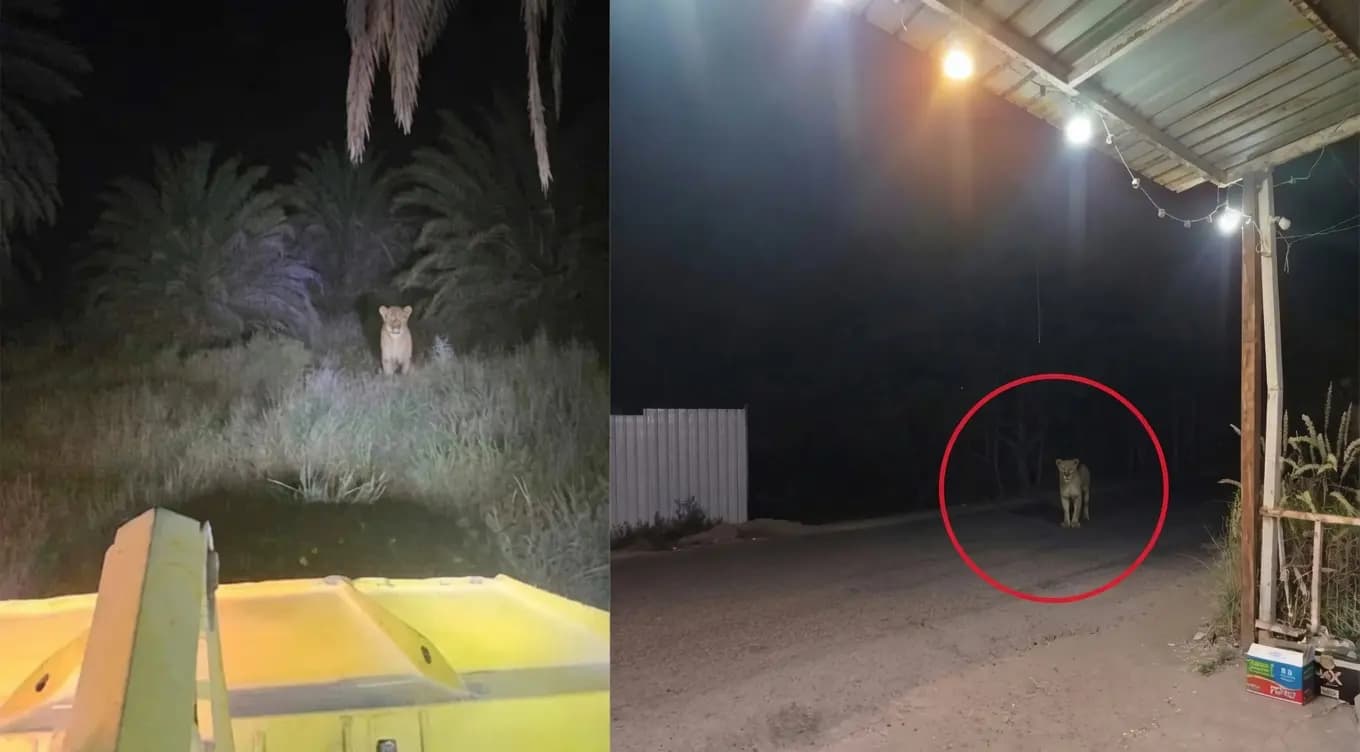 Li Bexdayê bi dronan li 2 şêrên reviyayî digerin