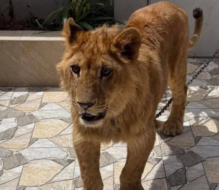 عێراق 10 رۆژ مۆڵەت دەداتە خاوەن ئاژەڵە دڕندەکان؛ شێر و مەیموون رادەستی دەوڵەت دەکرێن