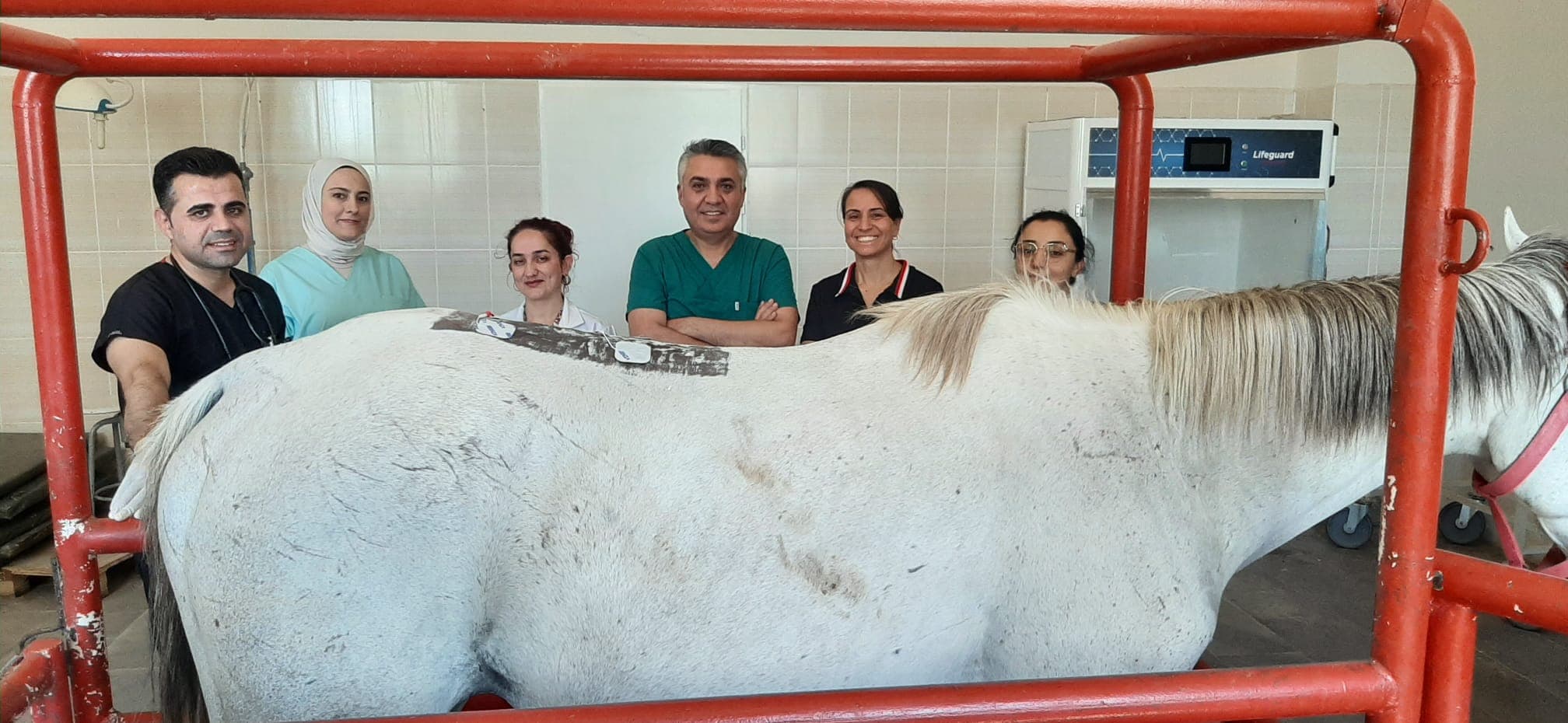 Dicle Üniversitesi’nden şampiyon ata fizik tedavi