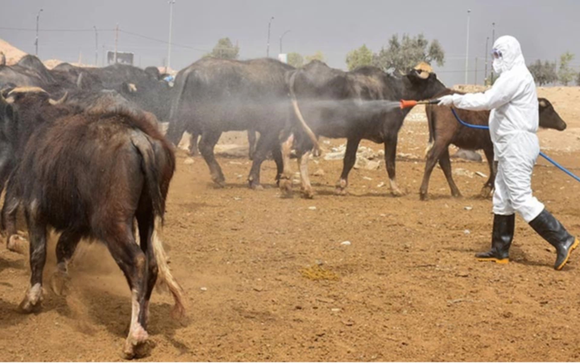 وەزارەتی تەندروستی: تووشبووەکی دیکەی تای خوێنبەربوون تۆمارکرا