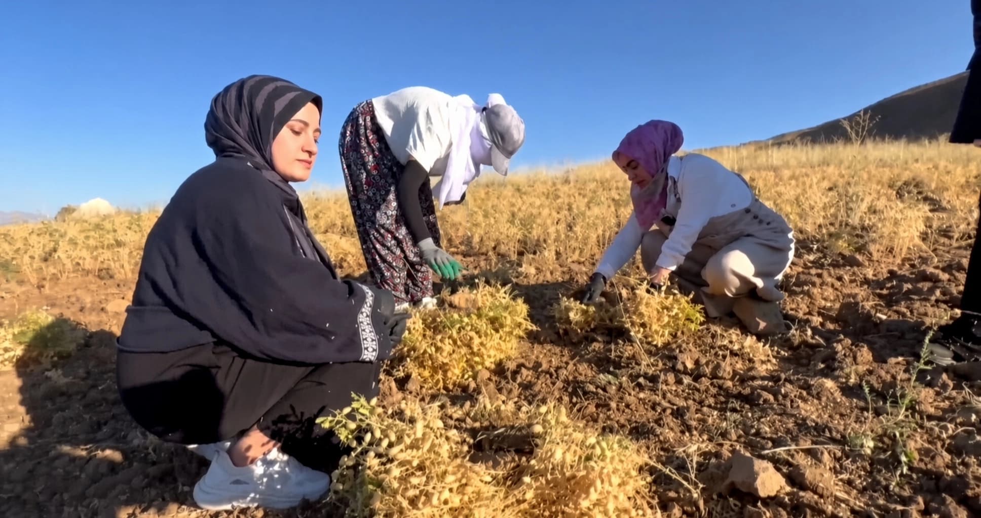 Jinên Geverî nokên bav û kalên xwe kom dikin û ji bo firotinê amade dikin