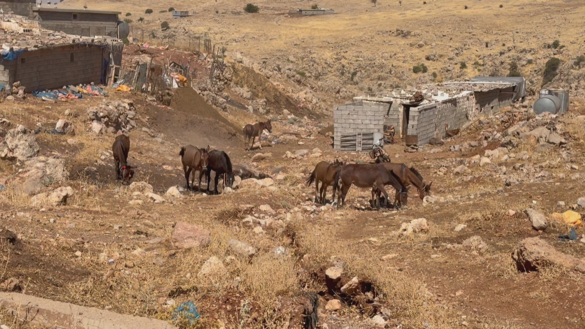 لە هەورامان تەقە لە ژمارەیەک کۆڵبەر کرا؛ دوو هێستر کوژران و چواری دیکەش بریندار کران